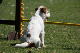 2011-08-20 Agility-Trainings-Turnier 067