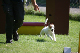 2011-08-20 Agility-Trainings-Turnier 069
