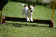 2011-08-20 Agility-Trainings-Turnier 070