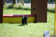 2011-08-20 Agility-Trainings-Turnier 075