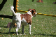 2011-08-20 Agility-Trainings-Turnier 077