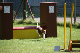 2011-08-20 Agility-Trainings-Turnier 080