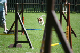 2011-08-20 Agility-Trainings-Turnier 082