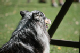2011-08-20 Agility-Trainings-Turnier 083