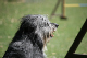 2011-08-20 Agility-Trainings-Turnier 086