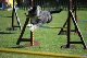2011-08-20 Agility-Trainings-Turnier 088