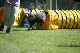 2011-08-20 Agility-Trainings-Turnier 089