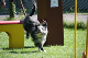 2011-08-20 Agility-Trainings-Turnier 090