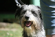 2011-08-20 Agility-Trainings-Turnier 091