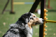 2011-08-20 Agility-Trainings-Turnier 094