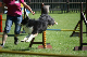 2011-08-20 Agility-Trainings-Turnier 101