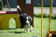 2011-08-20 Agility-Trainings-Turnier 103