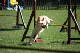 2011-08-20 Agility-Trainings-Turnier 106