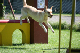 2011-08-20 Agility-Trainings-Turnier 108