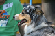 2011-08-20 Agility-Trainings-Turnier 112
