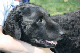 2011-08-20 Agility-Trainings-Turnier 113