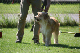 2011-08-20 Agility-Trainings-Turnier 120