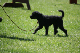 2011-08-20 Agility-Trainings-Turnier 123