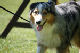 2011-08-20 Agility-Trainings-Turnier 124