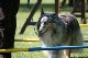 2011-08-20 Agility-Trainings-Turnier 127