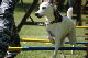 2011-08-20 Agility-Trainings-Turnier 128