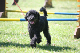 2011-08-20 Agility-Trainings-Turnier 131