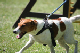2011-08-20 Agility-Trainings-Turnier 132