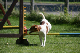 2011-08-20 Agility-Trainings-Turnier 134