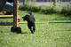 2011-08-20 Agility-Trainings-Turnier 135