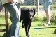 2011-08-20 Agility-Trainings-Turnier 136