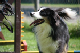 2011-08-20 Agility-Trainings-Turnier 137
