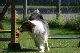 2011-08-20 Agility-Trainings-Turnier 138