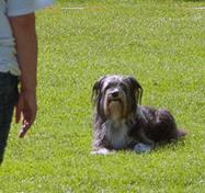 Ein Bild, das Gras, draußen, Hund, Feld enthält.
Automatisch generierte Beschreibung
