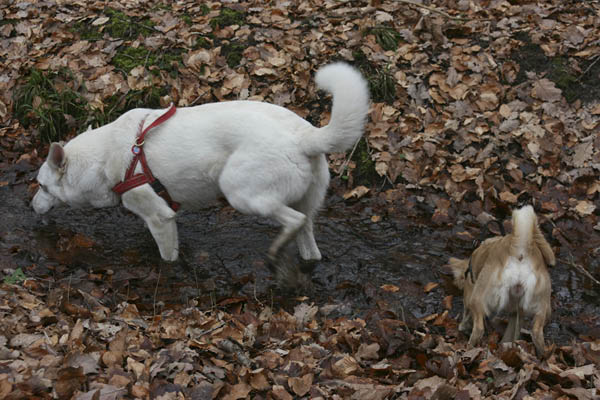 Hundespaziergang Jan. 2008 012