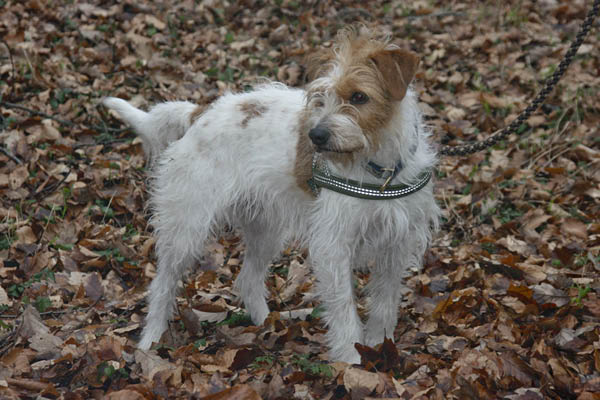 Hundespaziergang Jan. 2008 025