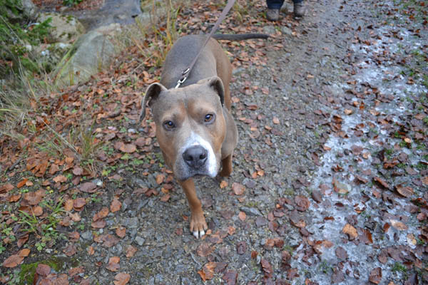 Wanderung Peiner Eulen im Harz_19.11.11 021