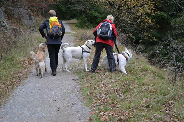 Wanderung Peiner Eulen im Harz_19.11.11 069