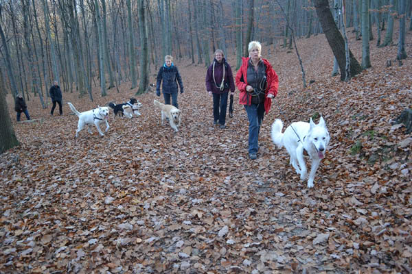 Wanderung Peiner Eulen im Harz_19.11.11 098