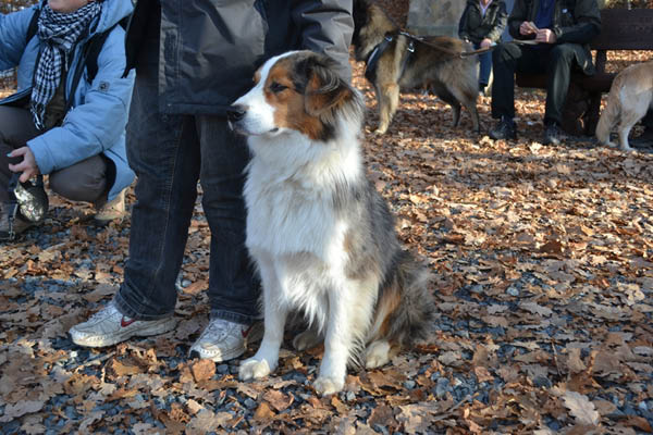 Wanderung Peiner Eulen im Harz_19.11.11 108