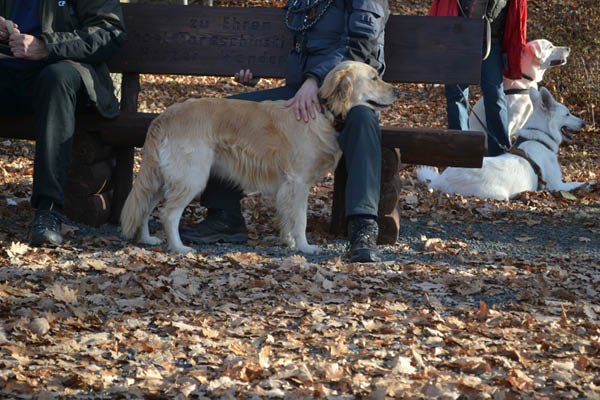 Wanderung Peiner Eulen im Harz_19.11.11 109
