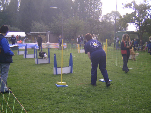 Flyball 004