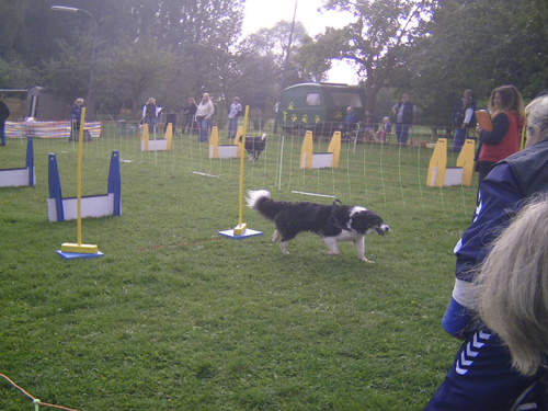 Flyball 005