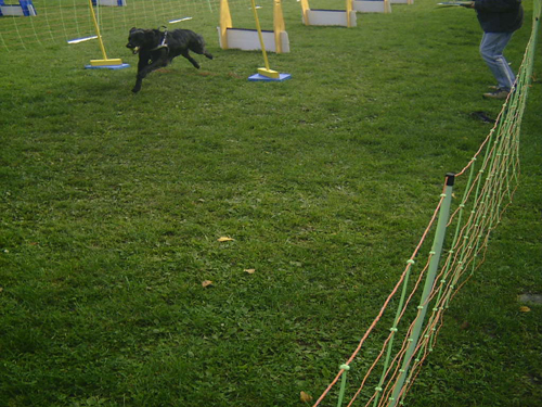 Flyball 016