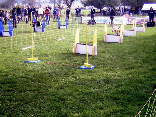 Flyball 017