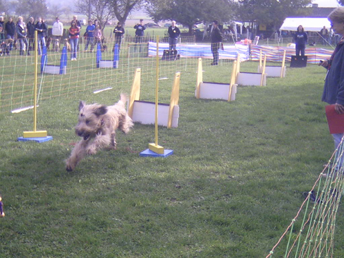 Flyball 019