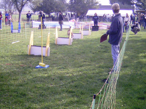 Flyball 021