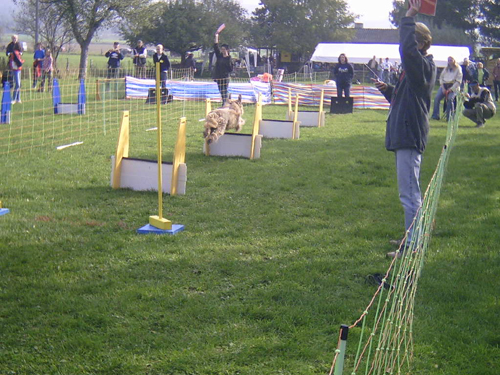 Flyball 022