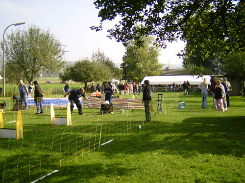 Flyball 027