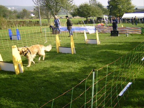 Flyball 029