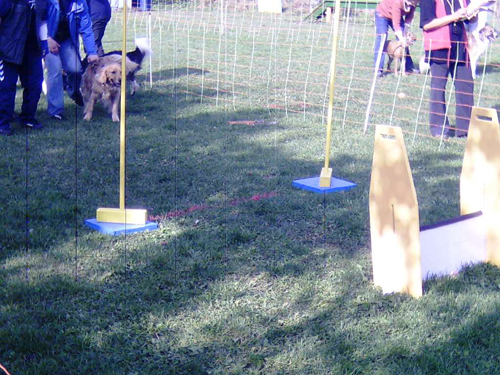 Flyball 039